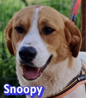 SnoopyRasse, rot male Mixed Breed for adoption at Elpida & Esperanza, Hoffnung für Straßenhunde e.V., Heppenheim