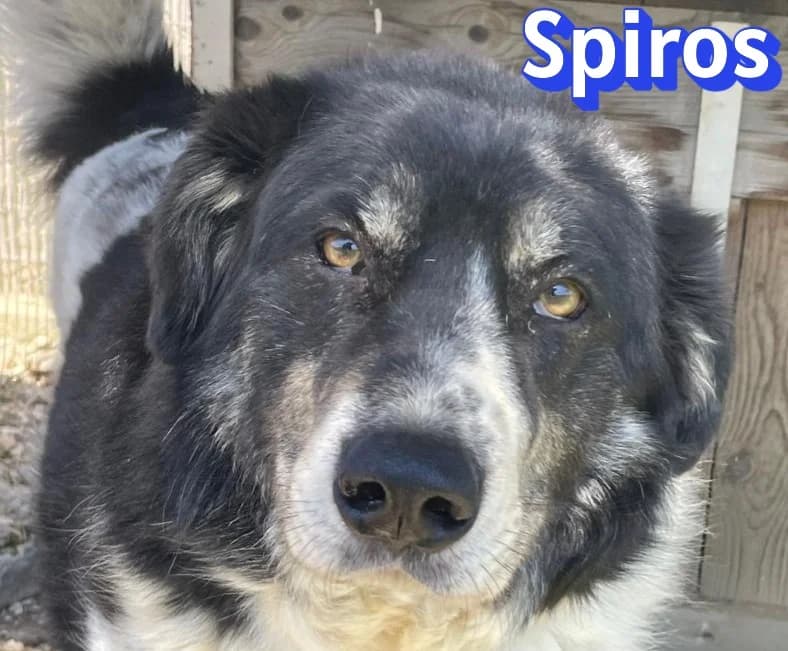 SpirosRasse, schwarz male Mixed Breed for adoption at Elpida & Esperanza, Hoffnung für Straßenhunde e.V., Heppenheim