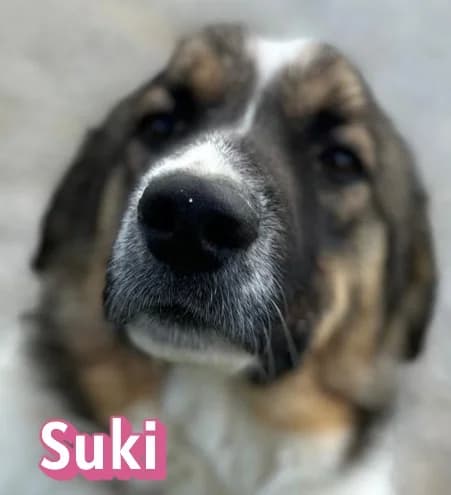 SukiRasse, braun female Mixed Breed for adoption at Elpida & Esperanza, Hoffnung für Straßenhunde e.V., Heppenheim