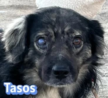 TasosRasse, schwarz male Mixed Breed for adoption at Elpida & Esperanza, Hoffnung für Straßenhunde e.V., Heppenheim