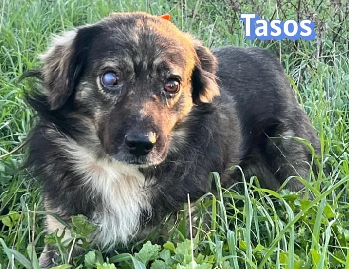 TasosRasse, schwarz male Mixed Breed for adoption at Elpida & Esperanza, Hoffnung für Straßenhunde e.V., Heppenheim