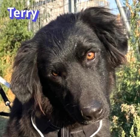 TerryRasse, female Mixed Breed for adoption at Elpida & Esperanza, Hoffnung für Straßenhunde e.V., Heppenheim