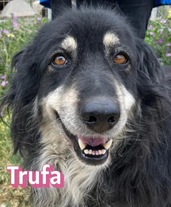 TrufaRasse, schwarz female Mixed Breed for adoption at Elpida & Esperanza, Hoffnung für Straßenhunde e.V., Heppenheim
