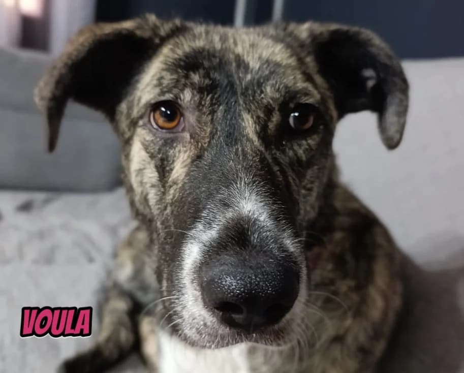 VoulaRasse, female puppy Mixed Breed for adoption at Elpida & Esperanza, Hoffnung für Straßenhunde e.V., Heppenheim