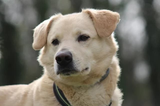 Ody, male senior Mixed Breed for adoption at Emma-Paolini-Tierheim, Weil am Rhein