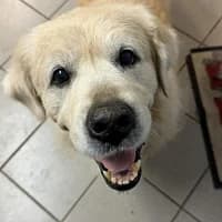 Mary, female 5yo Mixed Breed for adoption at Emma-Paolini-Tierheim, Weil am Rhein