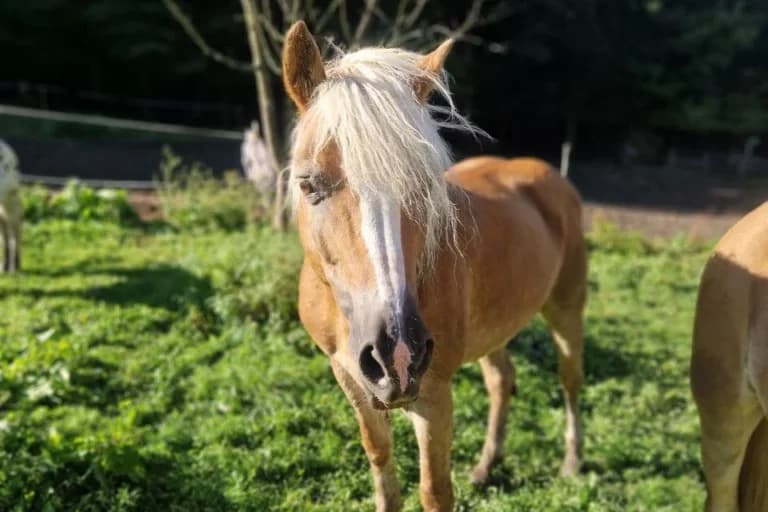 Sandero, male senior Mixed Breed for adoption at Equiluna e.V.
