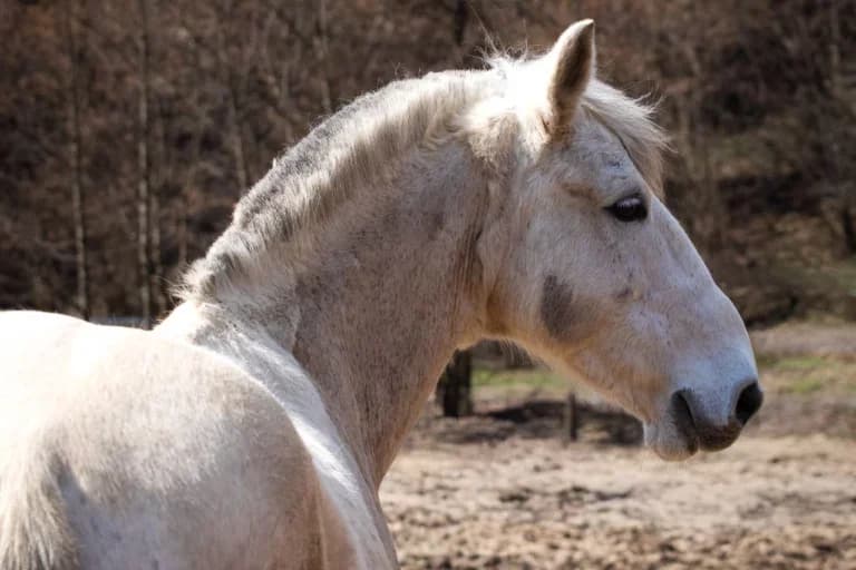 Sandero, male senior Mixed Breed for adoption at Equiluna e.V.