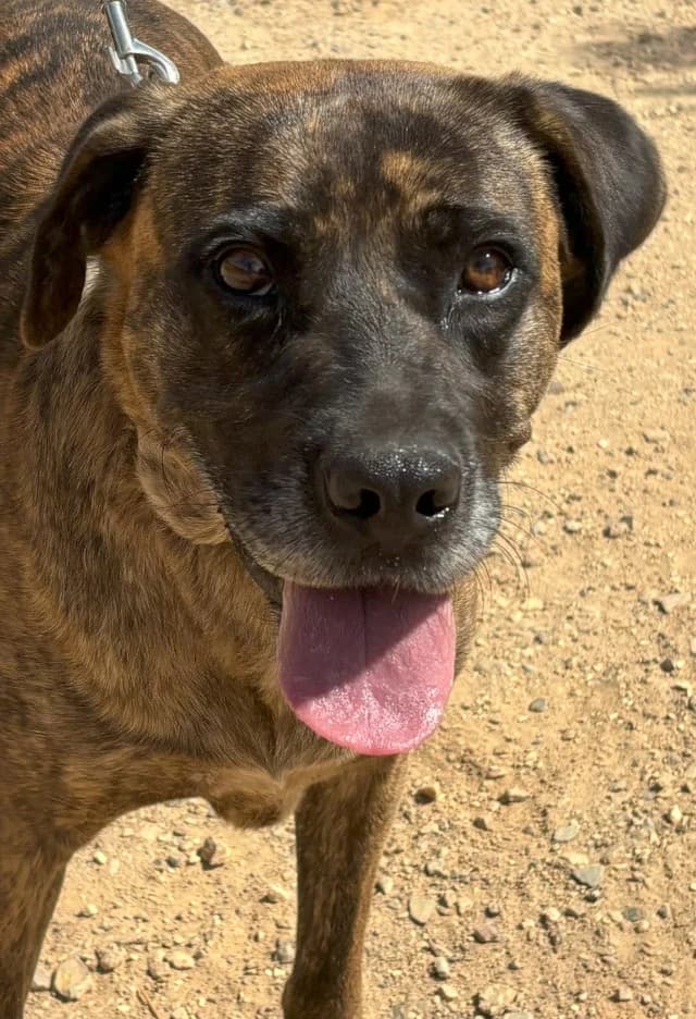 Vara, female Mixed Breed for adoption at Tierschutzverein Familienanschluss-gesucht e.V.