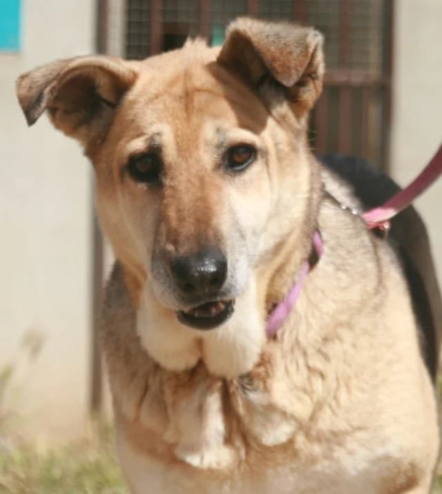Ama, female senior Mixed Breed for adoption at Tierschutzverein Familienanschluss-gesucht e.V.