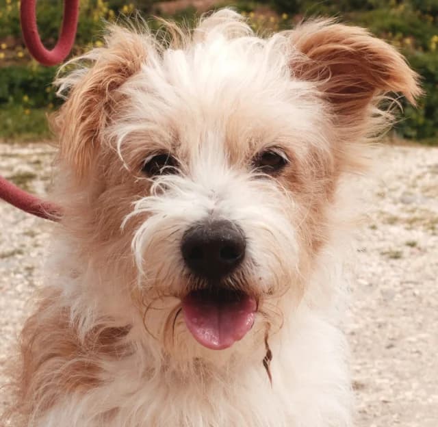 Messi, male senior Mixed Breed for adoption at Tierschutzverein Familienanschluss-gesucht e.V.