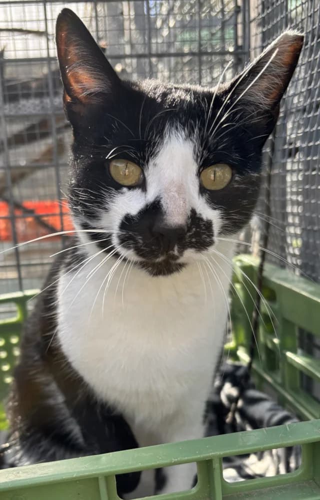 Albertina, female Mixed Breed for adoption at Tierschutzverein Familienanschluss-gesucht e.V.