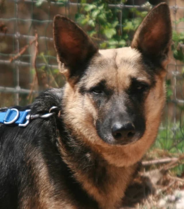 Wila, female 5yo Mixed Breed for adoption at Tierschutzverein Familienanschluss-gesucht e.V.