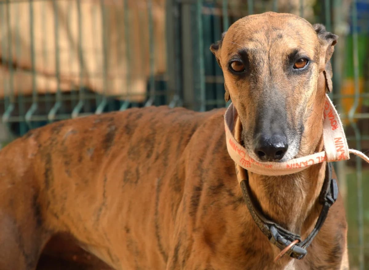 Manolo, male Galgo Español for adoption at Tierschutzverein Far From Fear e.V.