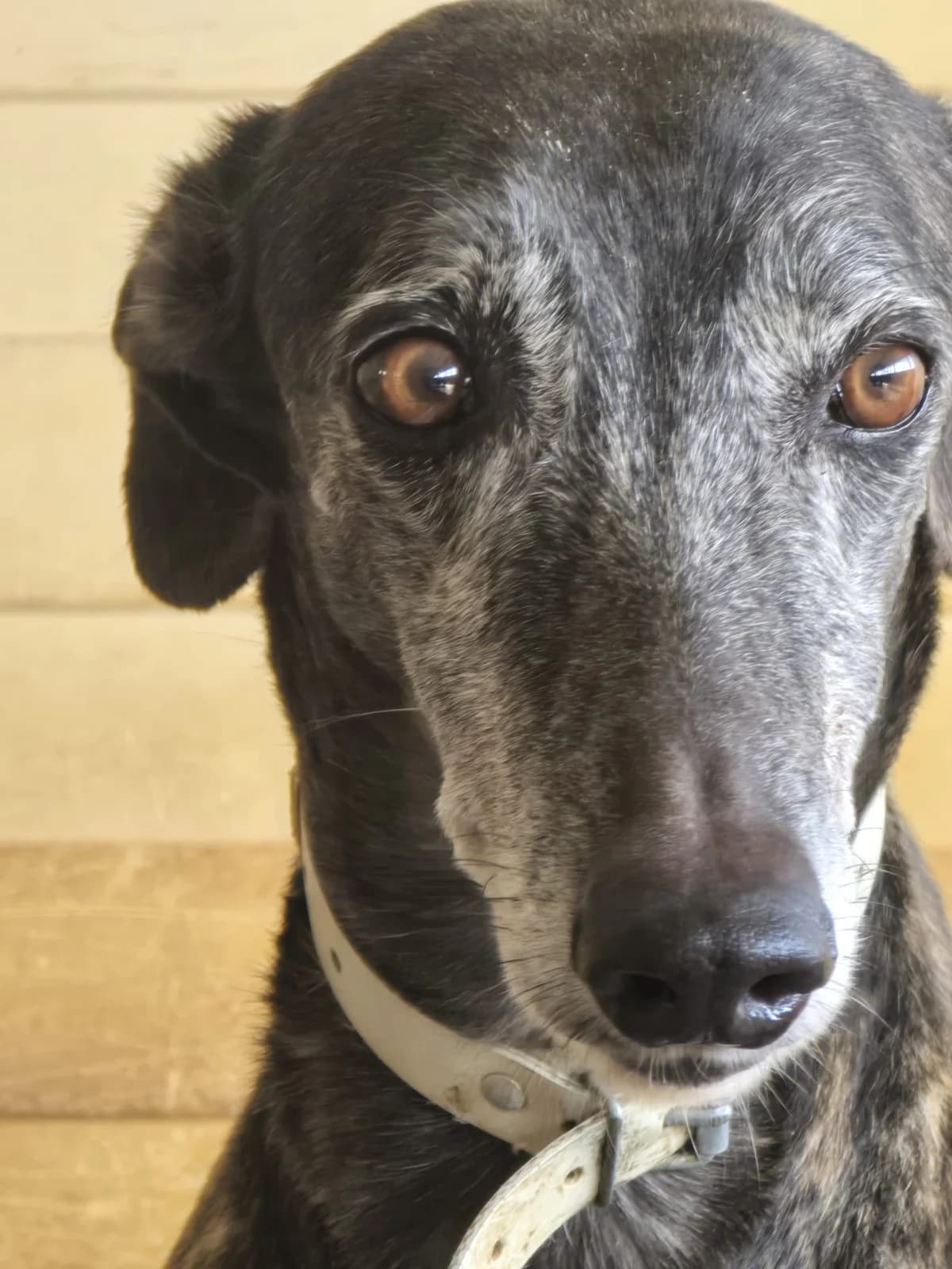Feria, female Galgo Español for adoption at Tierschutzverein Far From Fear e.V.