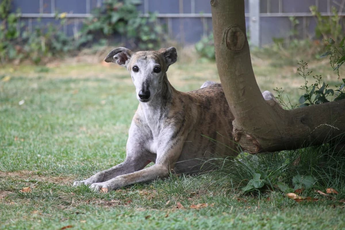 Marcus, male puppy Galgo Español for adoption at Tierschutzverein Far From Fear e.V.