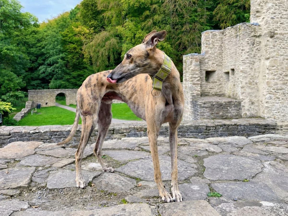 Jaramago, puppy Galgo Español for adoption at Tierschutzverein Far From Fear e.V.