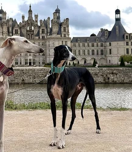 Tino, puppy Galgo Español for adoption at Tierschutzverein Far From Fear e.V.