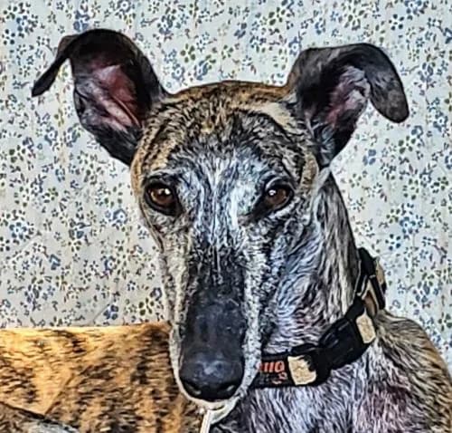 Teva, female Galgo Español for adoption at Tierschutzverein Far From Fear e.V.