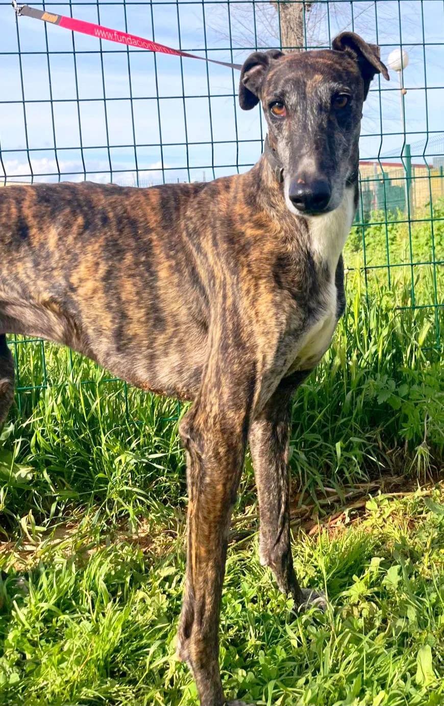 Roberto, male young Galgo Español for adoption at Tierschutzverein Far From Fear e.V.