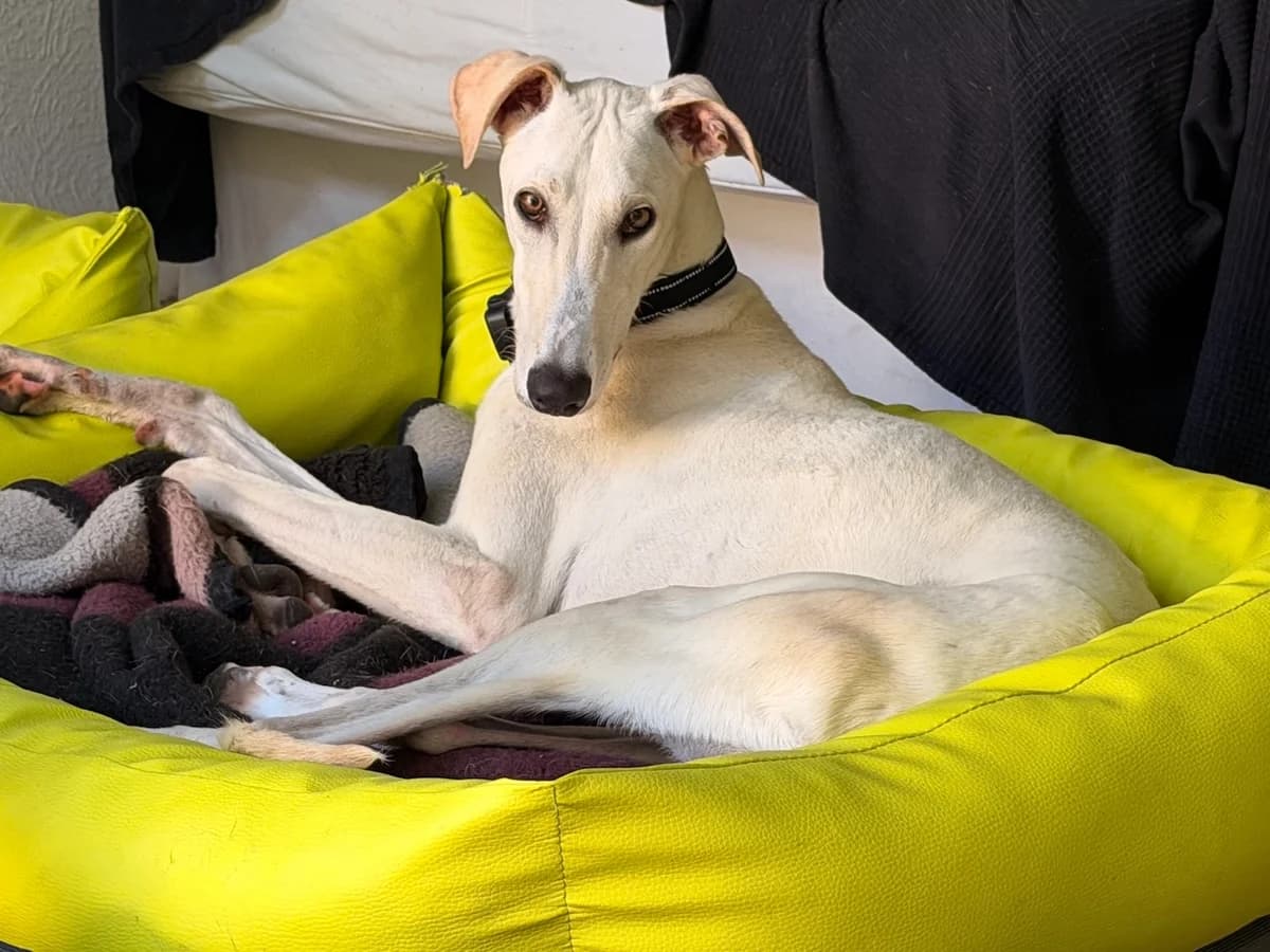 Peralta, male Galgo Español for adoption at Tierschutzverein Far From Fear e.V.