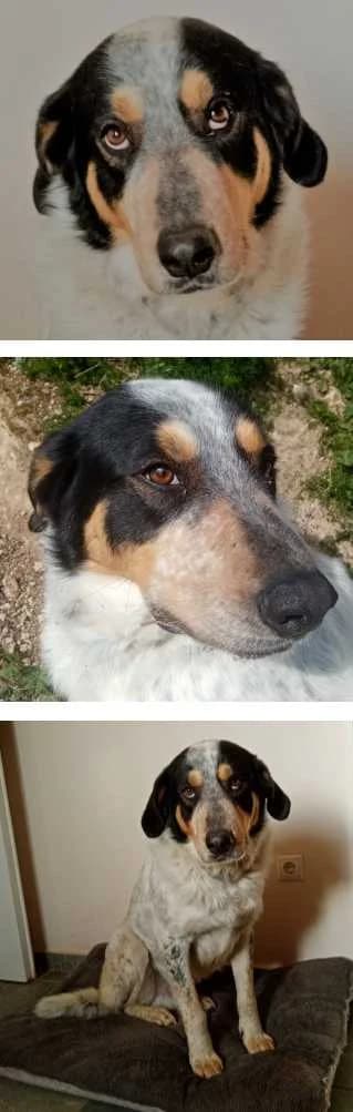 Aiakos, male 7yo Mixed Breed for adoption at Aegean Dogs e.V. / FAZA Aegina, Berlin