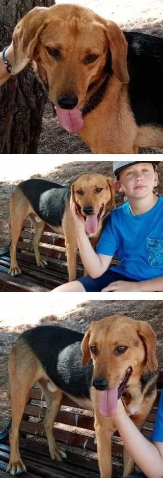 Finlay, male senior Mixed Breed for adoption at Aegean Dogs e.V. / FAZA Aegina, Berlin