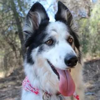 Jolie, female senior Mixed Breed for adoption at Aegean Dogs e.V. / FAZA Aegina, Berlin