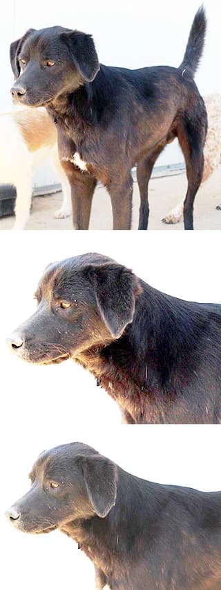 Frank, male senior Mixed Breed for adoption at Aegean Dogs e.V. / FAZA Aegina, Berlin