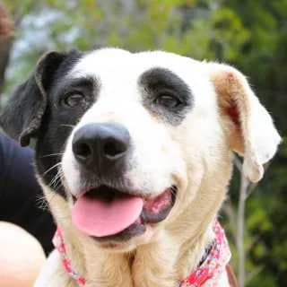 Inka, schwarz female 4yo Mixed Breed for adoption at Aegean Dogs e.V. / FAZA Aegina, Berlin