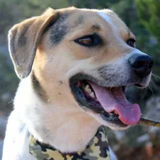 Rodriguez, male 6yo Mixed Breed for adoption at Aegean Dogs e.V. / FAZA Aegina, Berlin