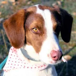 Sotiria, female 4yo Mixed Breed for adoption at Aegean Dogs e.V. / FAZA Aegina, Berlin