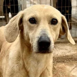 Margarita, female senior Mixed Breed for adoption at Aegean Dogs e.V. / FAZA Aegina, Berlin