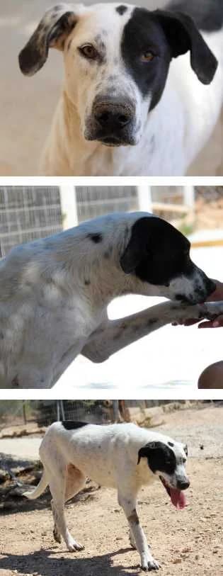 Marina, female senior Mixed Breed for adoption at Aegean Dogs e.V. / FAZA Aegina, Berlin