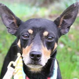Ralph, male senior Mixed Breed for adoption at Aegean Dogs e.V. / FAZA Aegina, Berlin