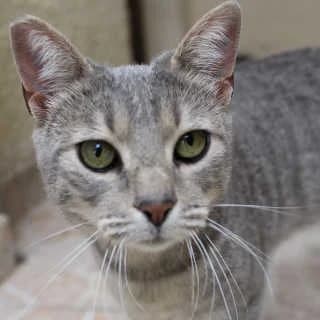 Rosa, female young Mixed Breed for adoption at Aegean Dogs e.V. / FAZA Aegina, Berlin