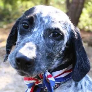 Tokio, male young Mixed Breed for adoption at Aegean Dogs e.V. / FAZA Aegina, Berlin