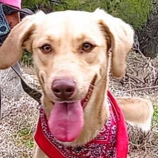 Lisa, female young Mixed Breed for adoption at Aegean Dogs e.V. / FAZA Aegina, Berlin