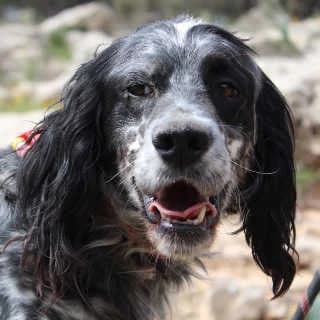 Zoe, female 3yo Mixed Breed for adoption at Aegean Dogs e.V. / FAZA Aegina, Berlin