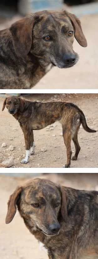 Sabine, female senior Mixed Breed for adoption at Aegean Dogs e.V. / FAZA Aegina, Berlin