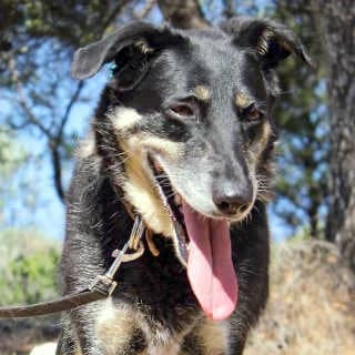 Blackie, female senior Mixed Breed for adoption at Aegean Dogs e.V. / FAZA Aegina, Berlin