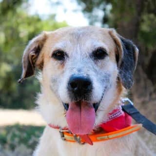 Lary, male senior Mixed Breed for adoption at Aegean Dogs e.V. / FAZA Aegina, Berlin