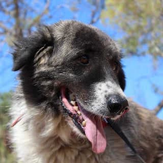 Marvella, female 6yo Mixed Breed for adoption at Aegean Dogs e.V. / FAZA Aegina, Berlin