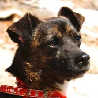 Champ, male young Mixed Breed for adoption at Aegean Dogs e.V. / FAZA Aegina, Berlin