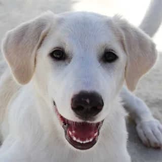 Vanilla, female puppy Mixed Breed for adoption at Aegean Dogs e.V. / FAZA Aegina, Berlin