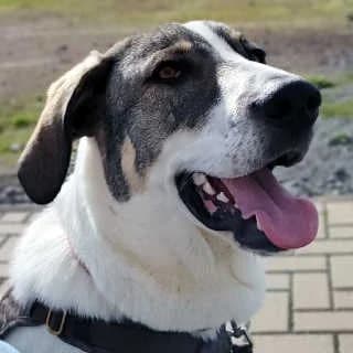 Sterling, male puppy Mixed Breed for adoption at Aegean Dogs e.V. / FAZA Aegina, Berlin