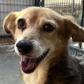 Agapi, female senior Mixed Breed for adoption at Aegean Dogs e.V. / FAZA Aegina, Berlin