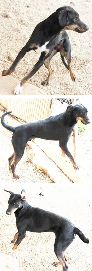 Claudio, male senior Mixed Breed for adoption at Aegean Dogs e.V. / FAZA Aegina, Berlin