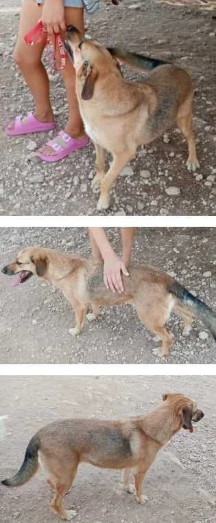 Dido, female senior Mixed Breed for adoption at Aegean Dogs e.V. / FAZA Aegina, Berlin