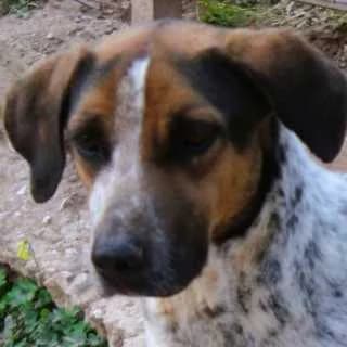 Lazarus, male 4yo Mixed Breed for adoption at Aegean Dogs e.V. / FAZA Aegina, Berlin